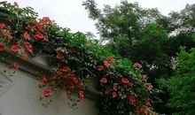 苦涩的味道_100字