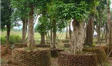 阳春几树晚梅香_600字