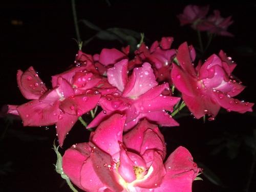 花雨夜_200字