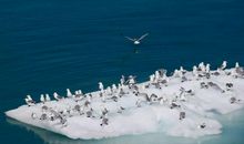 听听，大自然的声音_250字