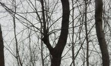 冬日的林子_100字