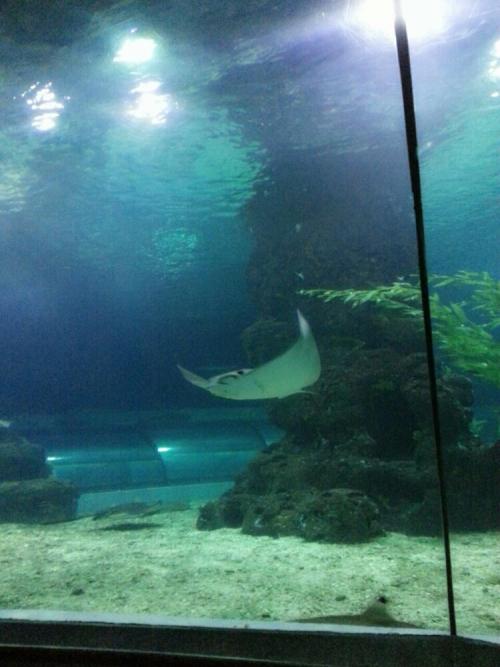 水族馆日游_700字