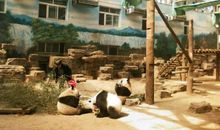 北京动物园游_450字