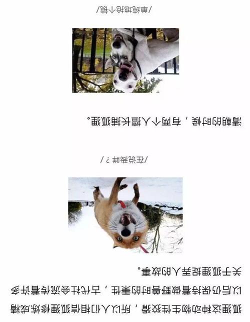 每当我想到这一点时，我都会感到特别好玩，但我无法与恶作剧。
