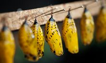 从蛹到蝴蝶_700字