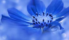 兰与蓝（二）_1000字