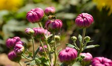 菊花飘香的时节_800字