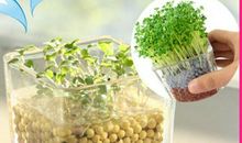 我是 小花农_1500字