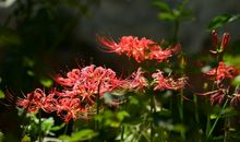 当彼岸花凋零（三）_800字