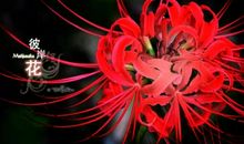 当彼岸花凋零（一）_1200字