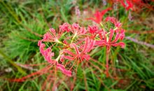 当彼岸花凋零（二）_1000字