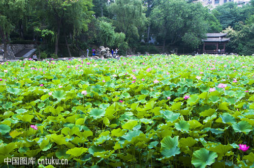 美丽的植物园_400字