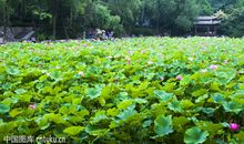 美丽的植物公园_400字