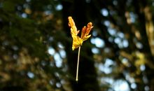 《窸窣飘零透些微黄的叶子》第二部分_1500字