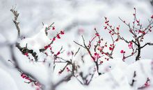 雪，一枚自由行走的花