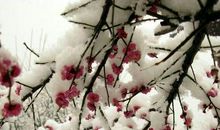 我在梅香里，等你