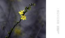 一缕阳光的温柔