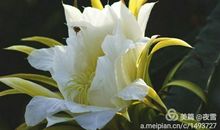 留一弯染香的梦给你