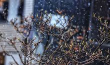 春天，在雪花里发芽