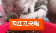 【猫的故事】续写 【一】_350字