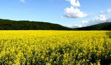 你是我心中的云朵