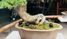 松树千年终是朽，槿花一日自为荣。