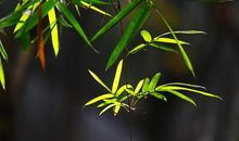 浣溪沙.瑶家山歌