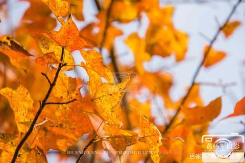 当叶子的叶子时，我已经长大了_200字