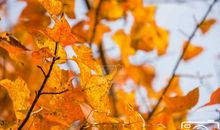 当叶落草枯雁飞时，我已长大_200字