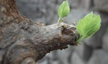 最平凡的生命_250字