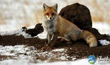 可怜的狐狸_250字