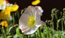 春天的花儿让我陶醉_650字