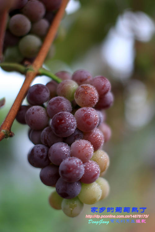 家乡的葡萄_300字