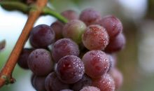 家乡的葡萄_300字