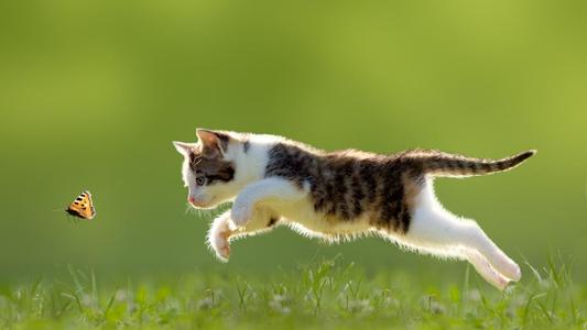 可爱的小花猫_300字