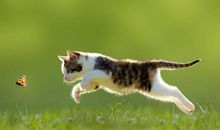 可爱的小花猫_300字