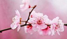 我喜欢的桃花_400字