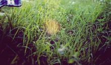 温暖的阳光_900字