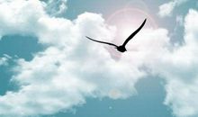 飞向成功的彼岸_650字