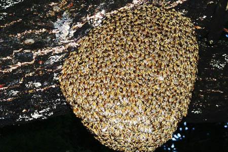 乳白色加 -  Golden Bee_550字