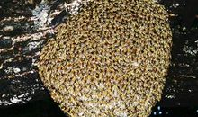 乳白色蛹——金色蜜蜂_550字