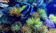 青岛海底世界_1200字