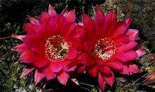 邂逅淇南，岁寒独在，故人襟抱。