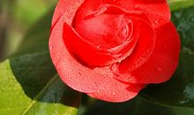 万紫千红总是春_650字