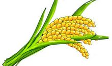 春种一粒粟，秋收万颗子。