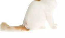 小猫抓老鼠_150字