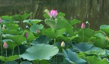 出淤泥而不染，濯清涟而不妖