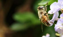 采得百花成蜜后，为谁辛苦为谁甜
