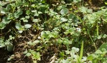 叶落当归根，云沉久必起。