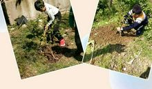 种树之记——我和小树共同成长_100字